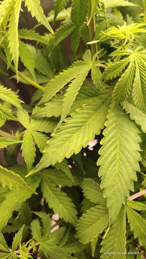 IMG_20230323_225758.jpg IMG_20230323_225758.jpg