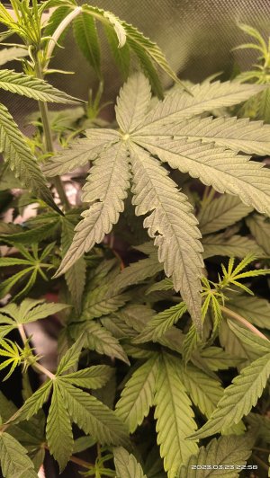 IMG_20230323_225827.jpg IMG_20230323_225827.jpg