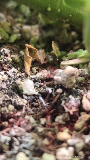 IMG_20230323_225728.jpg IMG_20230323_225728.jpg