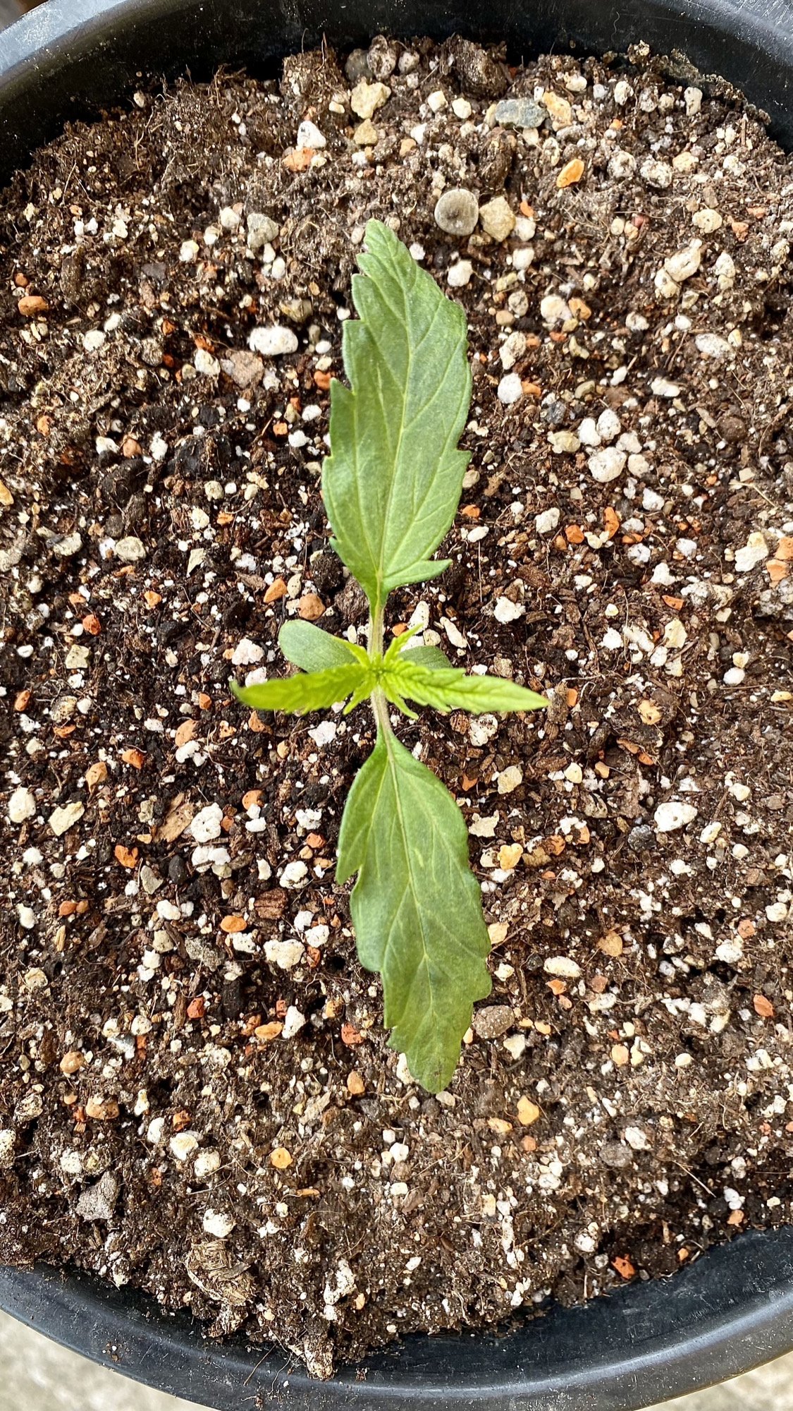 A3585DCA-ADCB-4490-9D38-490E04D61BCD.jpeg A3585DCA-ADCB-4490-9D38-490E04D61BCD.jpeg