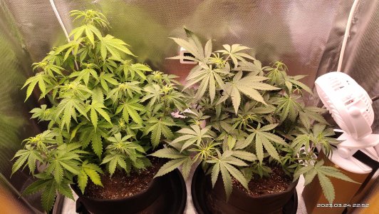 IMG_20230324_225226.jpg IMG_20230324_225226.jpg