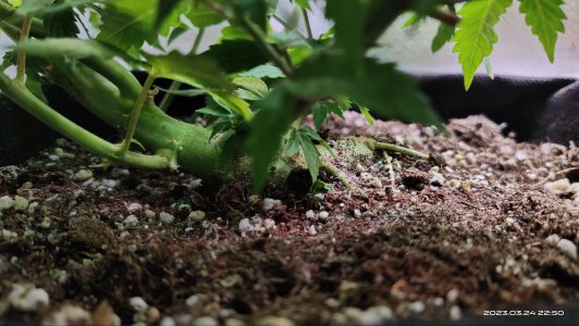 IMG_20230324_225057.jpg IMG_20230324_225057.jpg