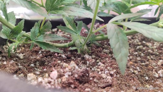 IMG_20230324_225120.jpg IMG_20230324_225120.jpg