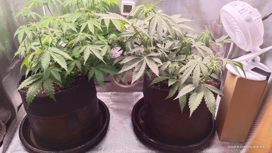 IMG_20230324_232339.jpg IMG_20230324_232339.jpg