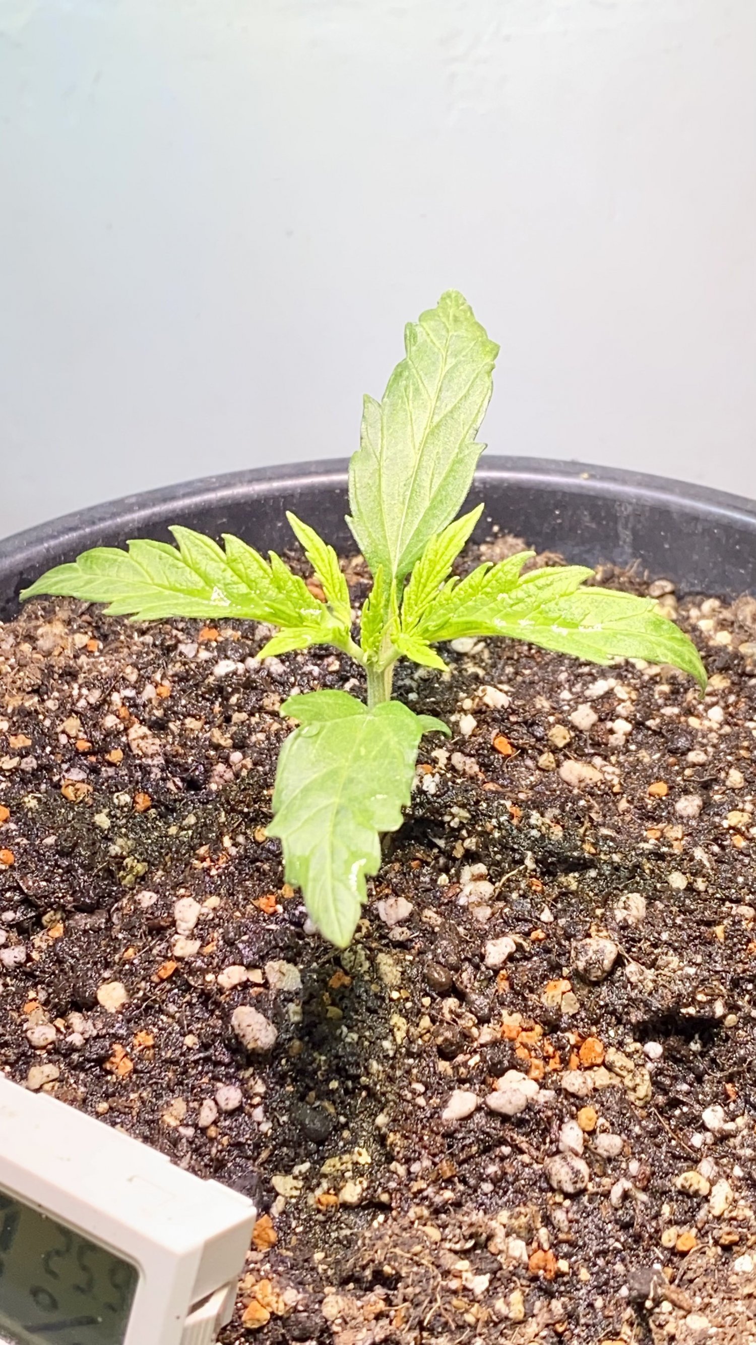 F52AD266-9928-4EC7-A8D7-A35FE316B148.jpeg F52AD266-9928-4EC7-A8D7-A35FE316B148.jpeg