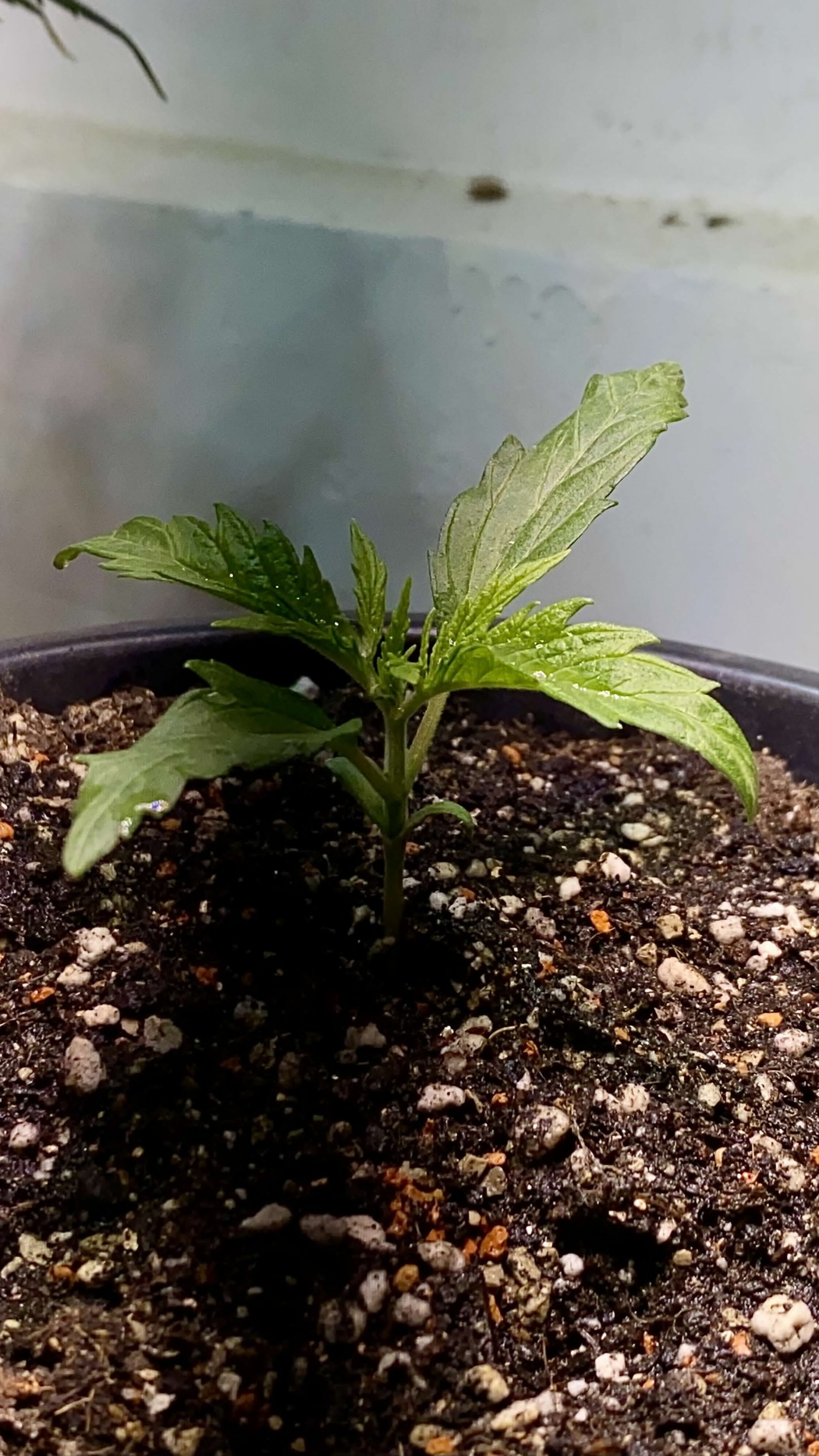 8E7686A2-E612-4764-84D9-C490A2665D3D.jpeg 8E7686A2-E612-4764-84D9-C490A2665D3D.jpeg