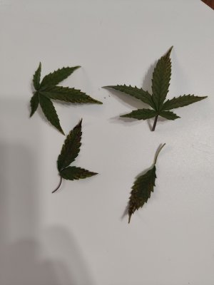 IMG20230326104608.jpg IMG20230326104608.jpg