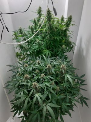 20230326_181439.jpg 20230326_181439.jpg