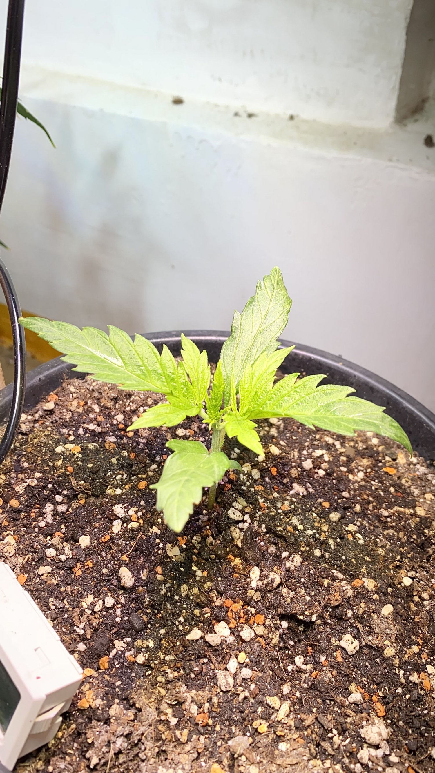 02D20359-9409-4E41-8214-686135B6471E.jpeg 02D20359-9409-4E41-8214-686135B6471E.jpeg