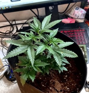 Mn3BozwTvqw.jpg Mn3BozwTvqw.jpg