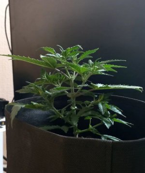 b38GzPL_pb4.jpg b38GzPL_pb4.jpg