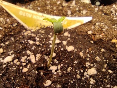 IMG_20230207_122152.jpg IMG_20230207_122152.jpg