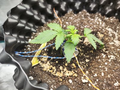 IMG_20230215_104556.jpg IMG_20230215_104556.jpg