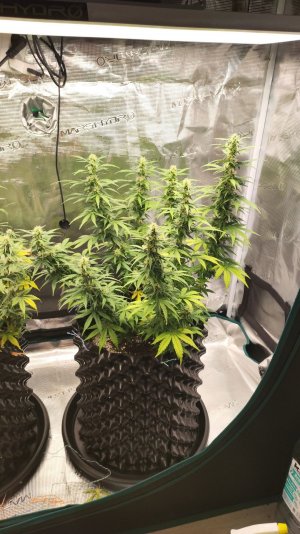 UXy_JLzf2x0.jpg UXy_JLzf2x0.jpg