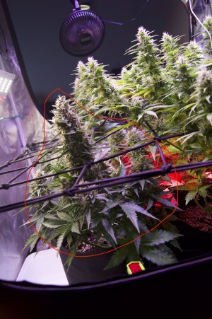 DSC04659.jpeg DSC04659.jpeg