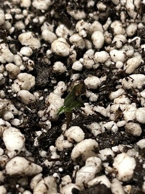 E1CC1040-E39F-4C28-A504-8A3DDCB26ABB.jpeg E1CC1040-E39F-4C28-A504-8A3DDCB26ABB.jpeg