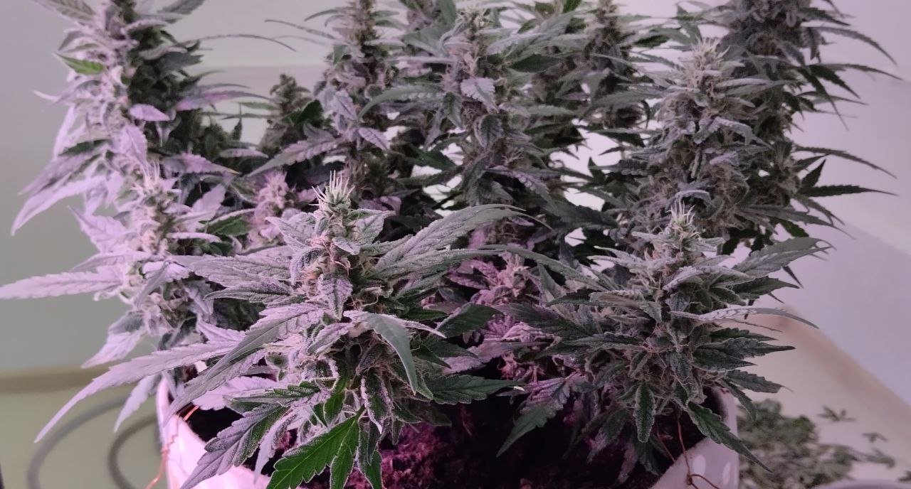 photo_2023-04-01_19-08-39 (3).jpg photo_2023-04-01_19-08-39 (3).jpg