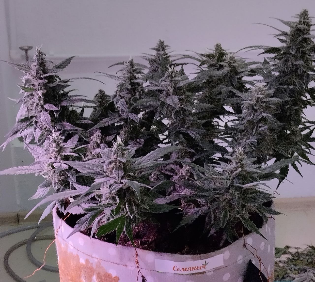 photo_2023-04-01_19-08-39 (2).jpg photo_2023-04-01_19-08-39 (2).jpg