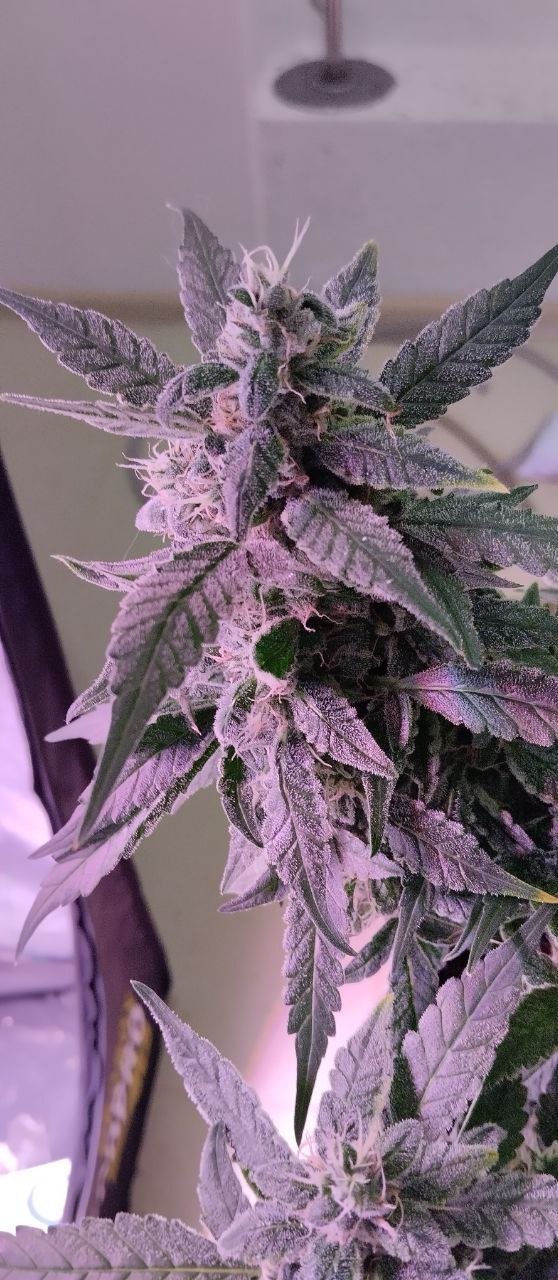 photo_2023-04-01_16-22-09.jpg photo_2023-04-01_16-22-09.jpg