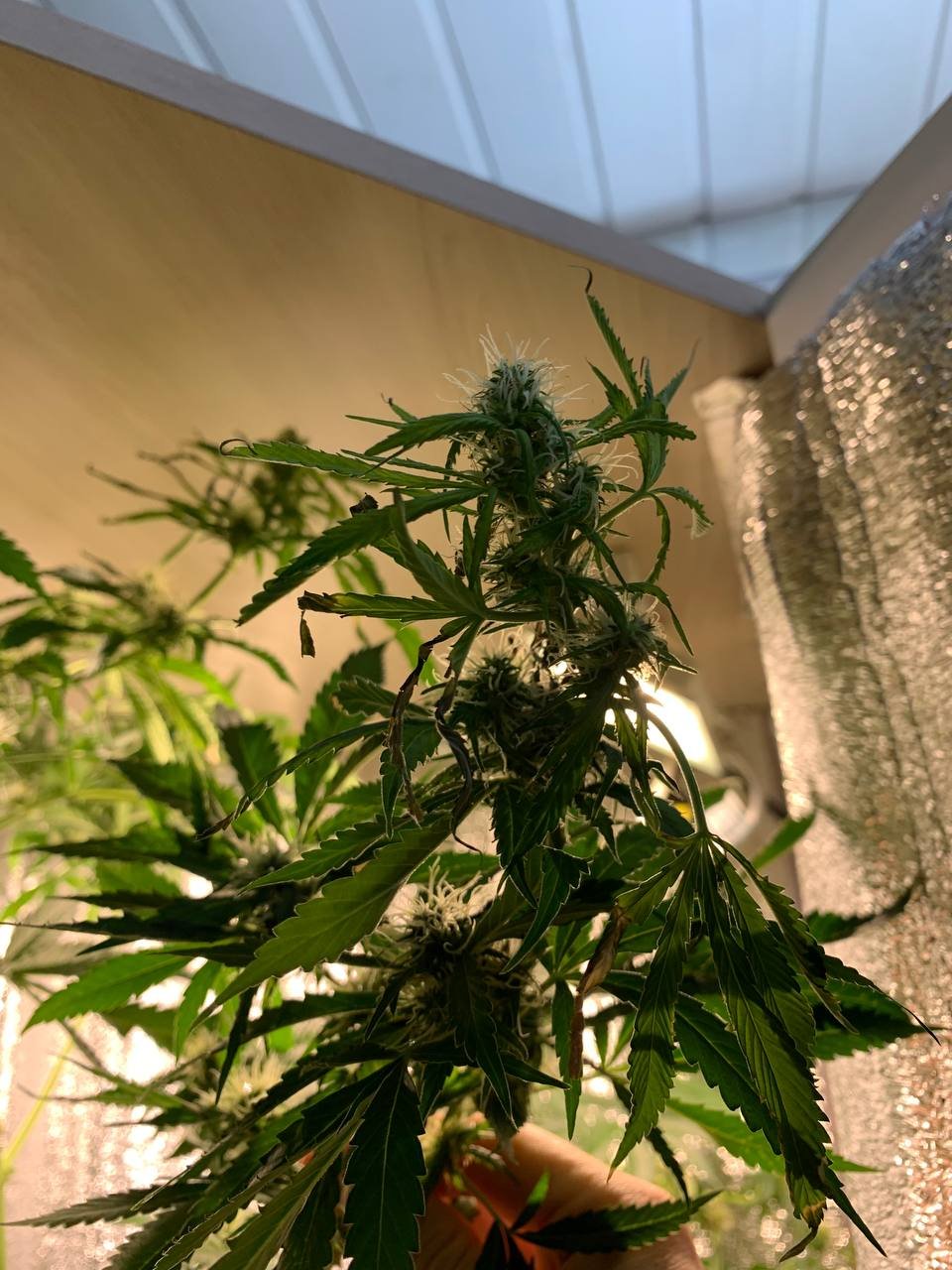 photo1680420720 (2).jpeg