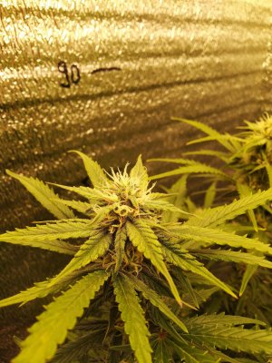 IMG_20230409_194219.jpg IMG_20230409_194219.jpg