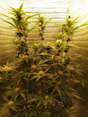 IMG_20230409_194150.jpg IMG_20230409_194150.jpg