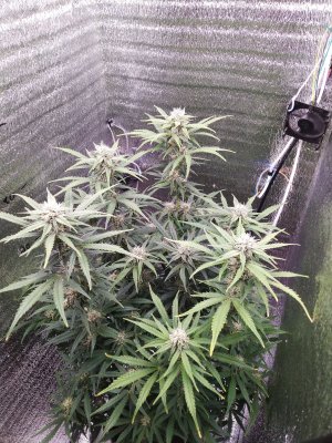 IMG_20230409_194142.jpg IMG_20230409_194142.jpg