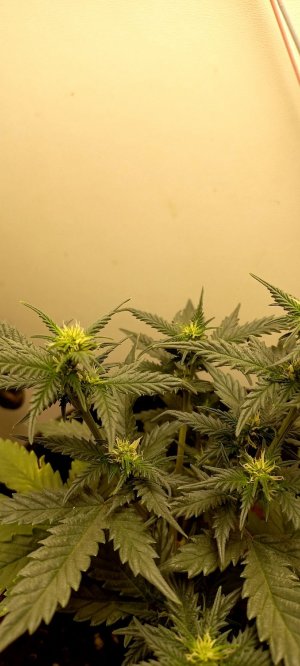 to2nUf3Qtag.jpg to2nUf3Qtag.jpg