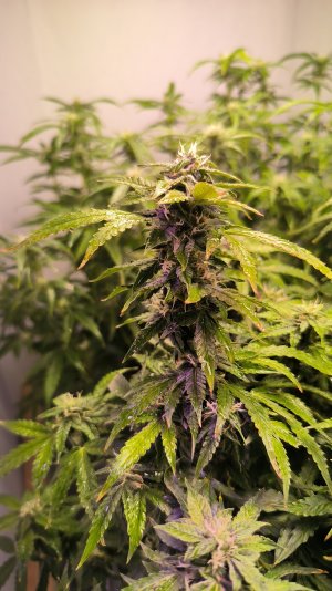 IMG_20230410_203641.jpg IMG_20230410_203641.jpg