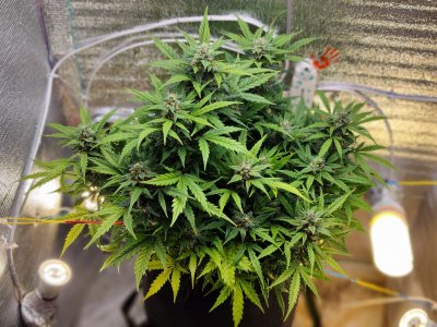 IMG_20230411_180028.jpg IMG_20230411_180028.jpg