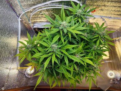 IMG_20230411_181549.jpg IMG_20230411_181549.jpg