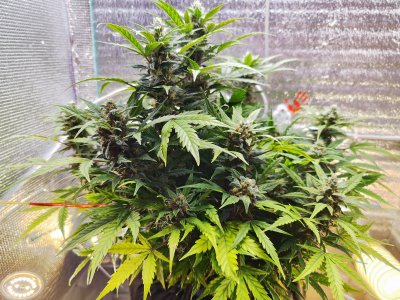 IMG_20230411_181507.jpg IMG_20230411_181507.jpg