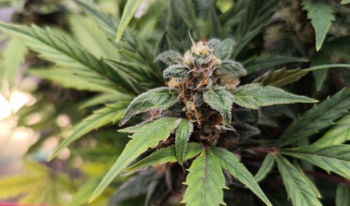 IMG_20230411_181205.jpg IMG_20230411_181205.jpg