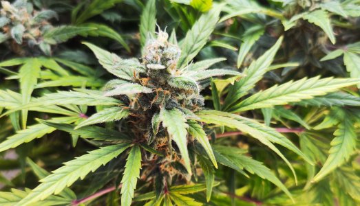 IMG_20230411_181038.jpg IMG_20230411_181038.jpg