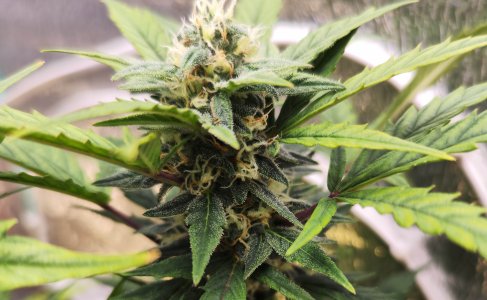 IMG_20230411_180946.jpg IMG_20230411_180946.jpg