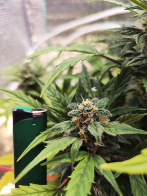 IMG_20230411_180906.jpg IMG_20230411_180906.jpg