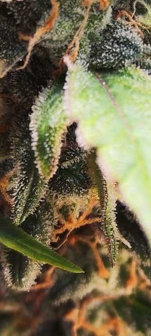 Screenshot_2023-04-11-18-20-26-075_com.miui.gallery.jpg Screenshot_2023-04-11-18-20-26-075_com.miui.gallery.jpg