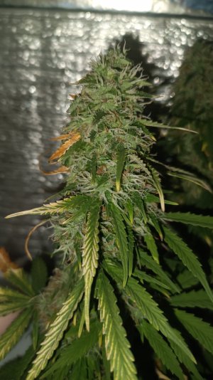 IMG20230411231359.jpg IMG20230411231359.jpg