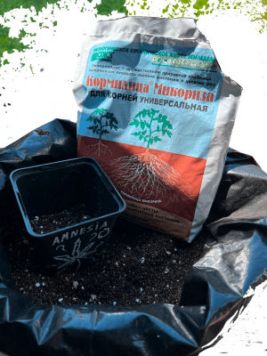 Без имени-1.png