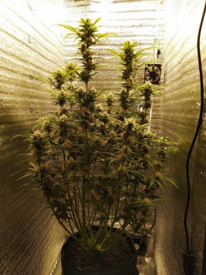 IMG_20230414_085245.jpg IMG_20230414_085245.jpg