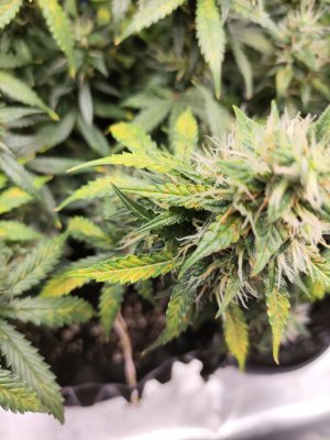 IMG_20230416_094239.jpg IMG_20230416_094239.jpg