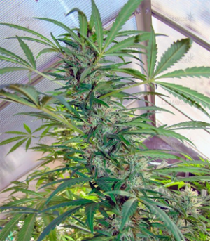 1634059735696.png 1634059735696.png