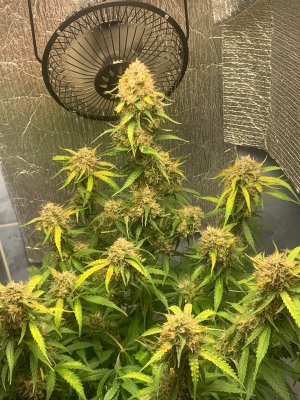 9803377A-294F-413E-9C93-A25C41883758.jpeg 9803377A-294F-413E-9C93-A25C41883758.jpeg