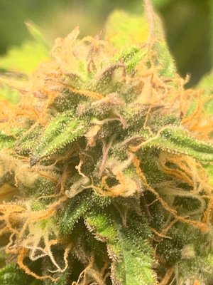 0C3485F6-1569-4954-AD22-37725552EB59.jpeg 0C3485F6-1569-4954-AD22-37725552EB59.jpeg