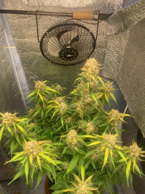 34AE59EA-C7E2-40EC-891B-730FE50B05D9.jpeg 34AE59EA-C7E2-40EC-891B-730FE50B05D9.jpeg