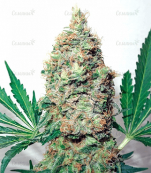 1634297149457.png 1634297149457.png