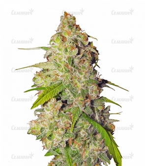 1634299401657.png 1634299401657.png