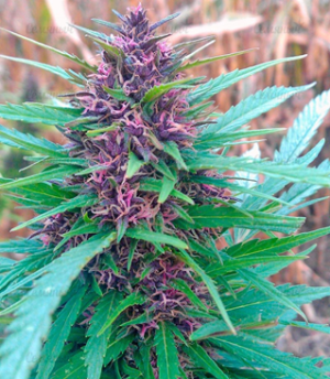 1634378261332.png 1634378261332.png