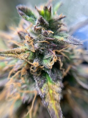 7A0EF05F-B5A3-4033-B6C9-53BD575E30CB.jpeg 7A0EF05F-B5A3-4033-B6C9-53BD575E30CB.jpeg