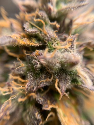 184366C2-1304-424D-AF41-201FC1A4DA79.jpeg 184366C2-1304-424D-AF41-201FC1A4DA79.jpeg